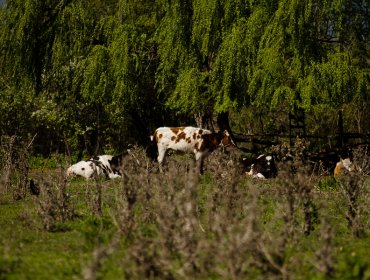 Fiscalía abre investigación de oficio por presunto maltrato animal en lechera de Puerto Octay