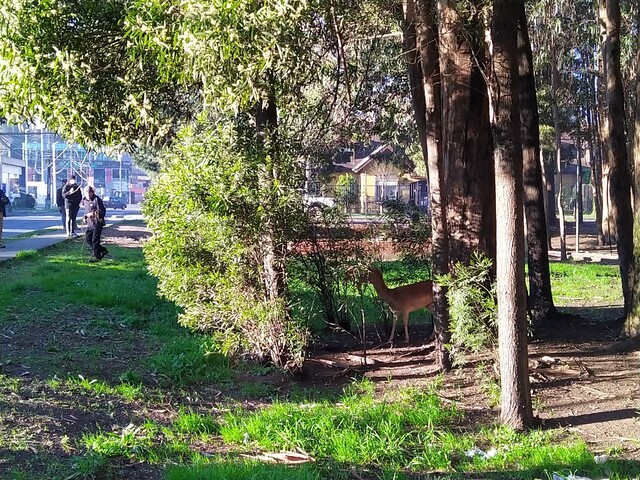 Un venado herido apareció en un sector residencial de San Pedro de la Paz