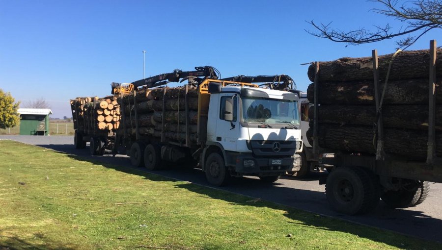 Carabineros incauta tres camiones con madera robada en la comuna de Victoria