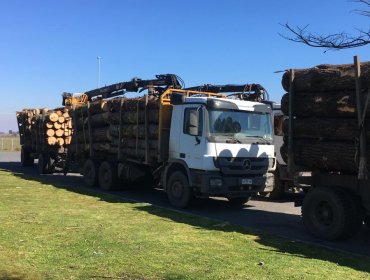 Carabineros incauta tres camiones con madera robada en la comuna de Victoria