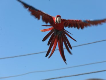 PDI investiga si guacamayo visto en Copiapó tiene dueño o sería comercio ilegal