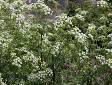 Niño de 8 años falleció luego de consumir flores venenosas en su domicilio en Quillota