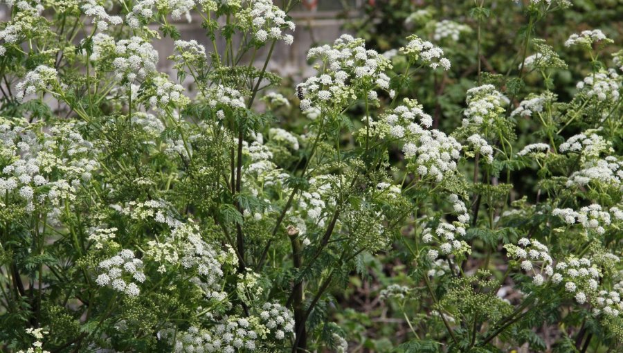 Niño de 8 años falleció luego de consumir flores venenosas en su domicilio en Quillota