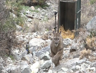 Puma capturado en Lo Barnechea fue devuelto con éxito a su hábitat natural