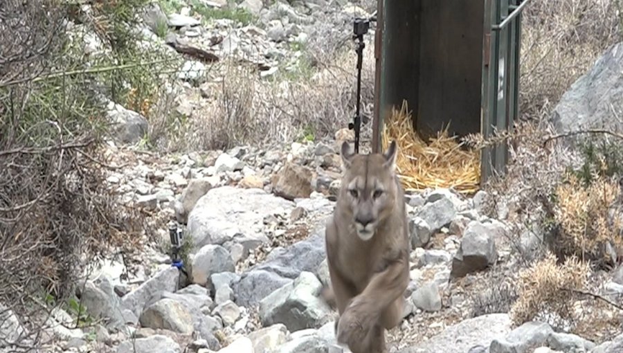 Puma capturado en Lo Barnechea fue devuelto con éxito a su hábitat natural