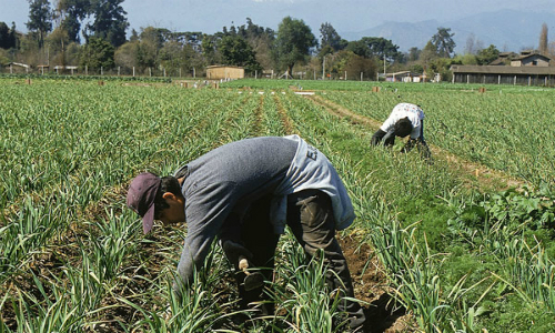 Anuncian inversión de US$10 millones que beneficiará a agricultores de la región de Valparaíso