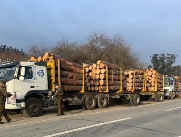 Detienen a seis conductores que transportaban madera con guías falsas en Arauco