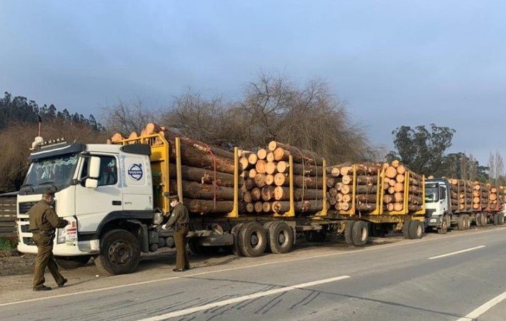 Detienen a seis conductores que transportaban madera con guías falsas en Arauco