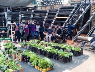 Comunidad y académicas UPLA trabajan para obtener vegetales sin plaguicidas ni fertilizantes en Valparaíso