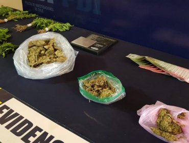 PDI detuvo a sujeto que mantenía un punto de venta de marihuana en población de Los Andes