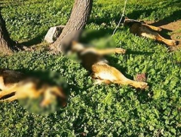 Brutal caso de maltrato animal en Cabildo: encuentran a tres perritas colgadas de un árbol