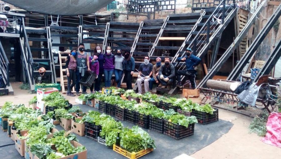 Comunidad y académicas UPLA trabajan para obtener vegetales sin plaguicidas ni fertilizantes en Valparaíso