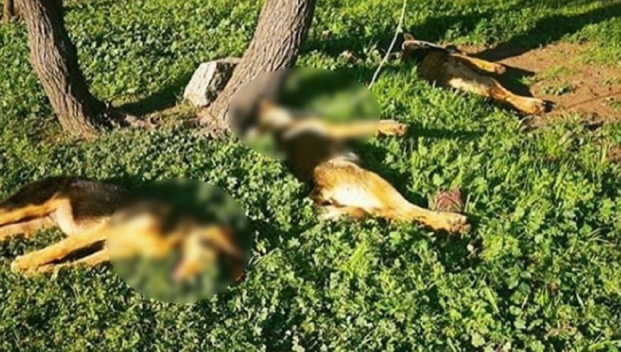 Brutal caso de maltrato animal en Cabildo: encuentran a tres perritas colgadas de un árbol