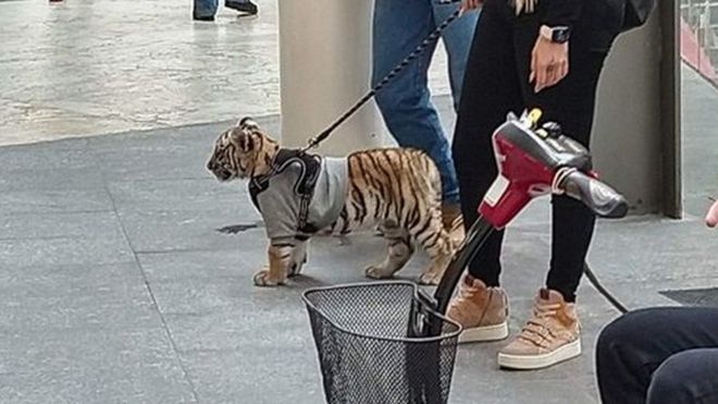 Polémica en México por mujer que acudió a centro comercial con cachorro de tigre de bengala