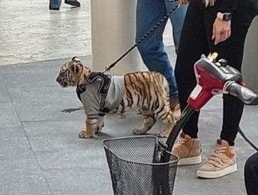 Polémica en México por mujer que acudió a centro comercial con cachorro de tigre de bengala