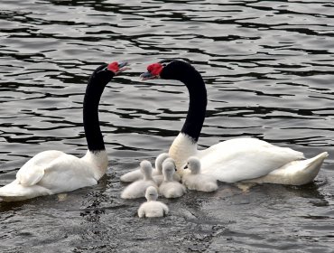 Humedal Angachilla: Un paraíso medioambiental en el centro de la urbe valdiviana