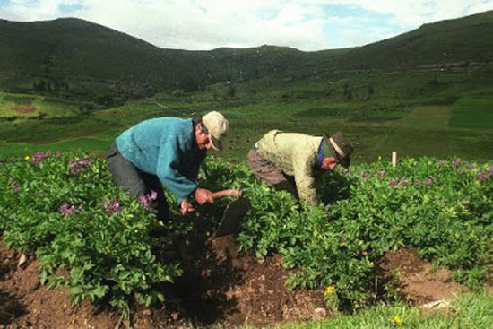 Día Mundial de la Agricultura: Superficie sembrada en Chile cayó un 17,2%