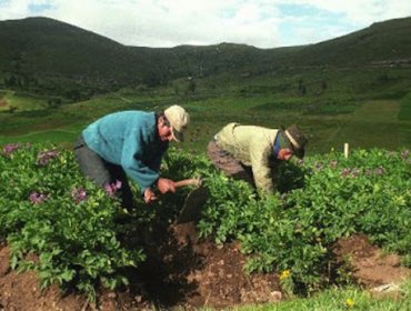 Día Mundial de la Agricultura: Superficie sembrada en Chile cayó un 17,2%