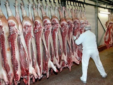 Corea del Sur prohíbe importación de carne de cerdo proveniente de Alemania por la peste porcina