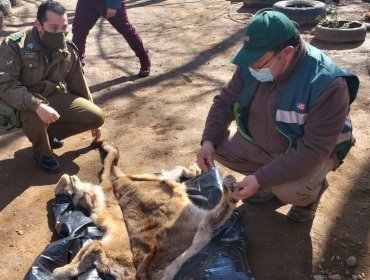 SAG descubre caza y faena ilegal de puma en Ñuble