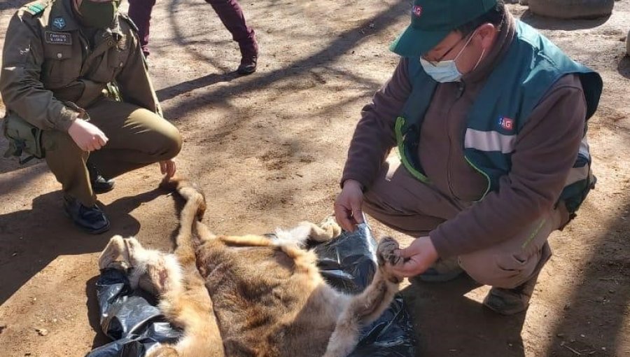 SAG descubre caza y faena ilegal de puma en Ñuble