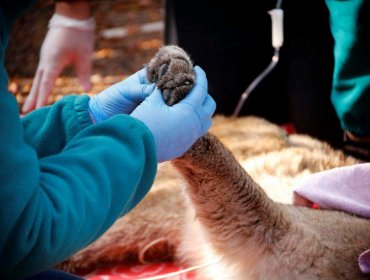 Servicio Agrícola y Ganadero encuentra un puma muerto en la precordillera de la región Metropolitana