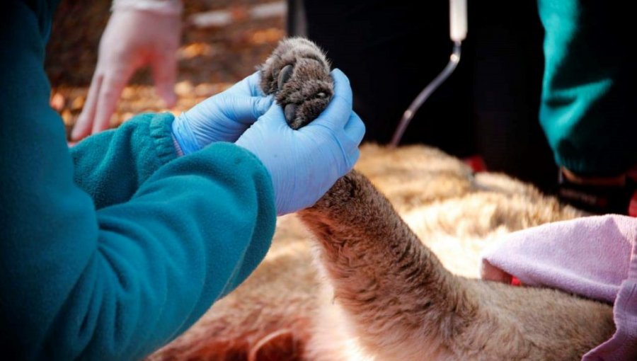 Servicio Agrícola y Ganadero encuentra un puma muerto en la precordillera de la región Metropolitana