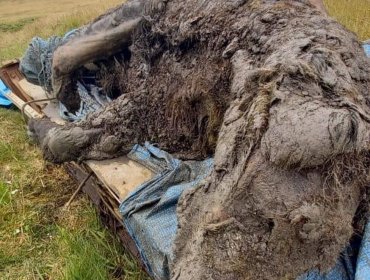 Descubren en Rusia a un oso de la Edad de Hielo perfectamente conservado