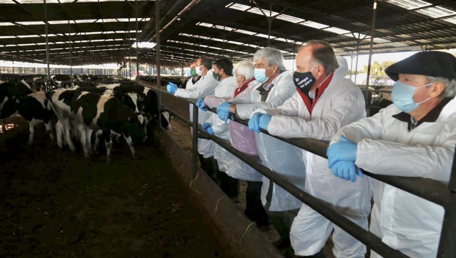 Ministro de Agricultura encabeza fiscalización a cuarentena de bovinos que serán exportados a China