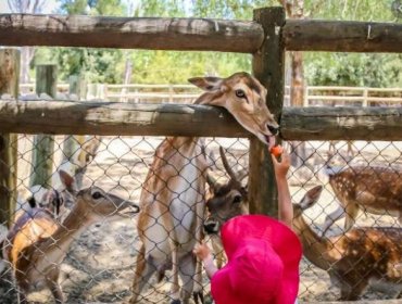 Tras seis meses de cierre producto de la pandemia, volvió a abrir sus puertas el Lampa Zoo