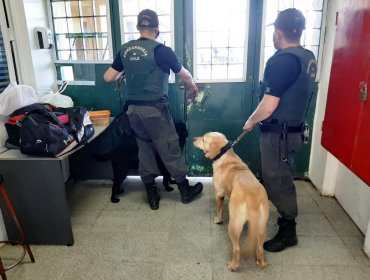 Can de Gendarmería decomisó más de un kilo de drogas en la cárcel de Valparaíso