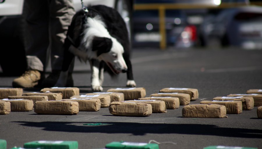 Incautan 29 kilos de cocaína en un operativo policial en la comuna de Huara