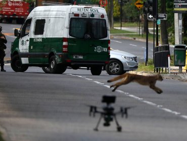 Puma avistado en Las Condes fue devuelto a su hábitat para reencuentro con su madre