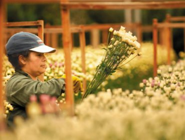 Denuncian nefasta asignación de dineros destinados a floricultores de la región de Valparaíso: un cuarto de esos dineros serían "para pagar favores políticos"