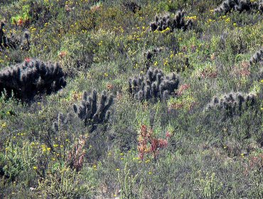 Fiscalización de Conaf y PDI constata que no hay impacto de la acción humana en desierto florido de la provincia de Huasco