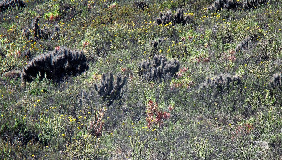 Fiscalización de Conaf y PDI constata que no hay impacto de la acción humana en desierto florido de la provincia de Huasco