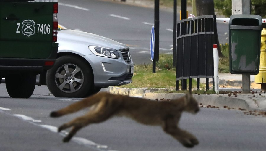 Nueva aparición de puma en Las Condes: la cuarta en nueve días