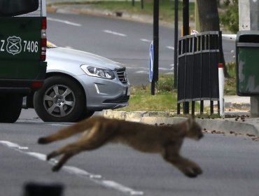 Nueva aparición de puma en Las Condes: la cuarta en nueve días