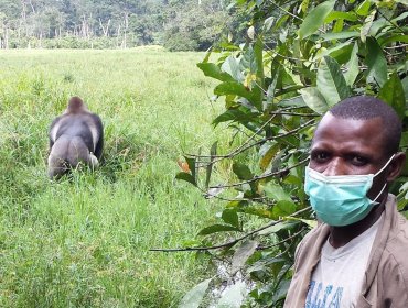 Investigadores revelan que las personas podrían transmitir el coronavirus a los animales salvajes