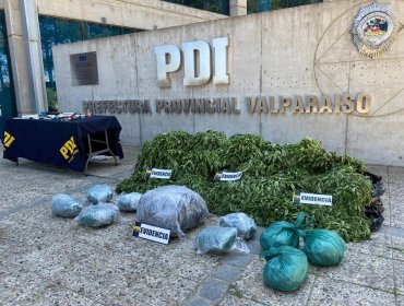 PDI detecta plantación de marihuana en Los Vilos y captura a cinco integrantes de banda criminal