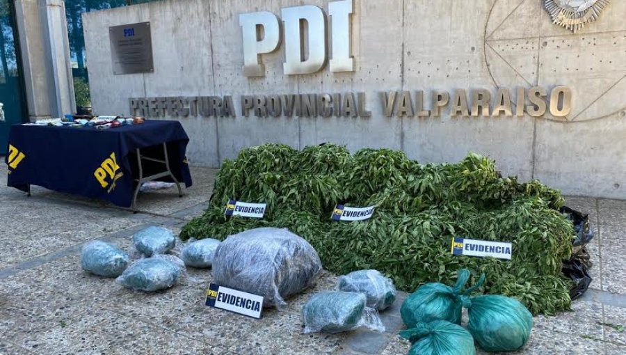 PDI detecta plantación de marihuana en Los Vilos y captura a cinco integrantes de banda criminal