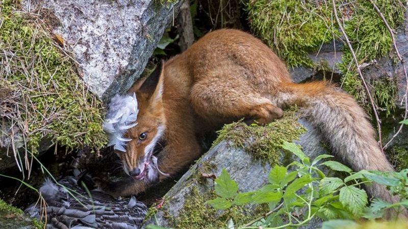 Revisa acá las mejores imágenes del premio Fotógrafo de Vida Silvestre 2020