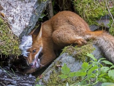 Revisa acá las mejores imágenes del premio Fotógrafo de Vida Silvestre 2020