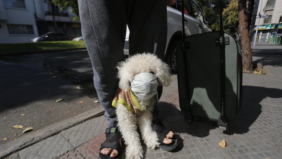 Nombres de pandemia son furor entre mascotas: "Covi", "Wuhan", "Mascarilla"...