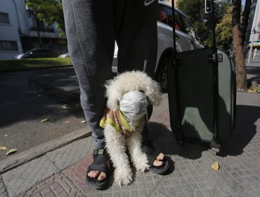 Nombres de pandemia son furor entre mascotas: "Covi", "Wuhan", "Mascarilla"...