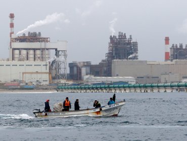 Descubren alta concentración de metales pesados en algas Huiro Negro de Ventanas y Cachagua