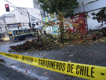 Condenan a la Municipalidad de La Reina a pagar $160 millones por rama de árbol que mató a mujer