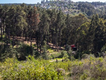 Presentan recurso para frenar proyecto inmobiliario de 19 torres en bosque de Reñaca