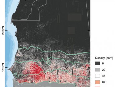 Investigadores encuentran cientos de millones de árboles en el desierto del Sahara