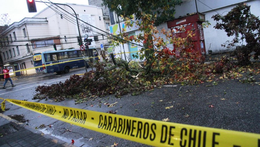 Condenan a la Municipalidad de La Reina a pagar $160 millones por rama de árbol que mató a mujer